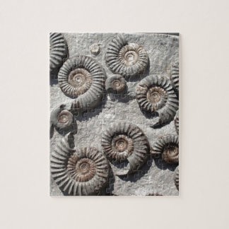 Multi fossil ammonites from the Lower Lias Jigsaw Puzzle