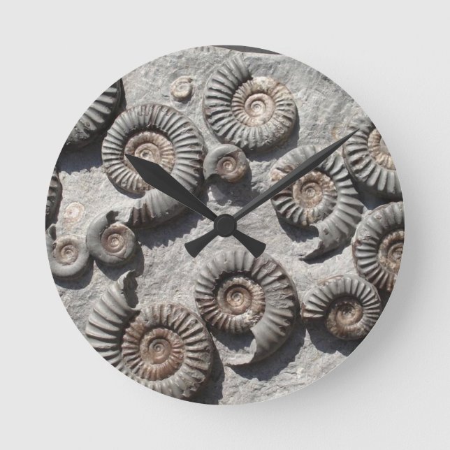 Multi fossil ammonites from the Lower Lias Round Clock (Front)