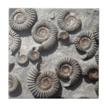 Multi fossil ammonites from the Lower Lias Tile<br><div class="desc">Multi ammonite slab with specimens of Arinoceras sp, found at Robin Hood's Bay, North Yorks. Lower Lias</div>