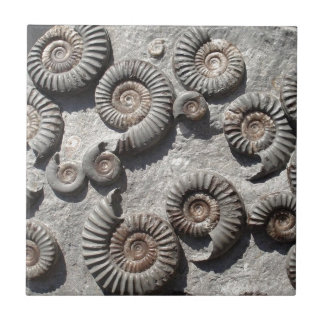 Multi fossil ammonites from the Lower Lias Tile