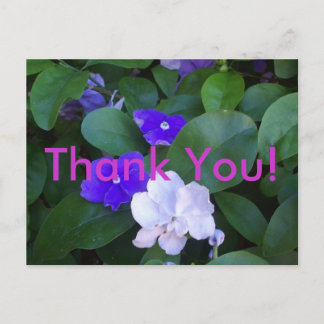 Multi Petunias Thank You Postcard