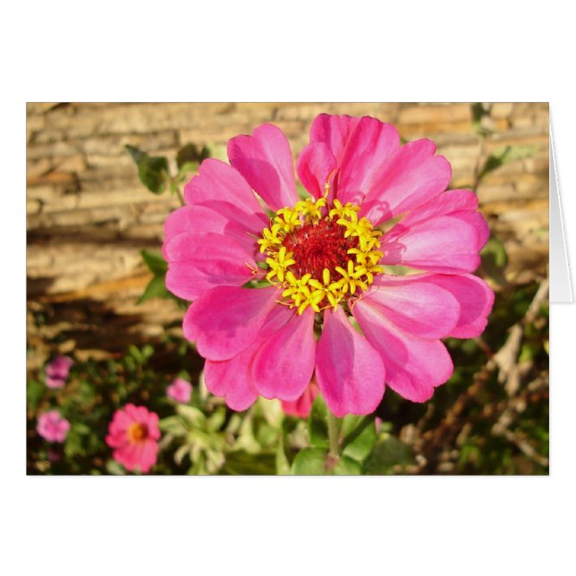 Multicolor Bloom (Front Horizontal)