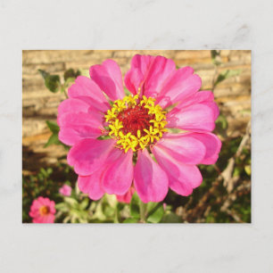 Multicolor Bloom Postcard