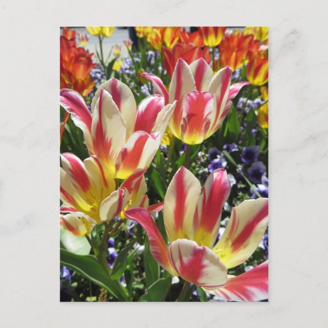 Multicolored Flowers Postcard (Front)