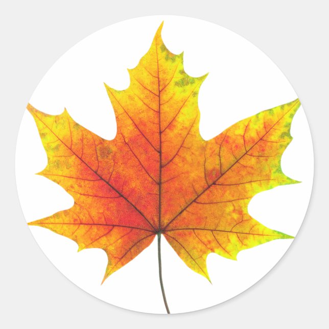 Multicolored maple leaf classic round sticker (Front)