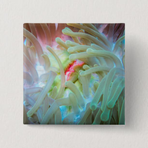 Multicolored Sea Anemone 15 Cm Square Badge