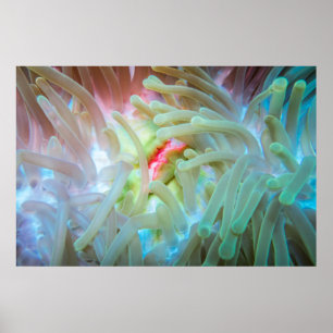 Multicolored Sea Anemone Poster