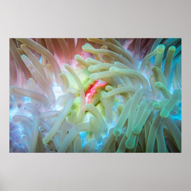 Multicolored Sea Anemone Poster (Front)