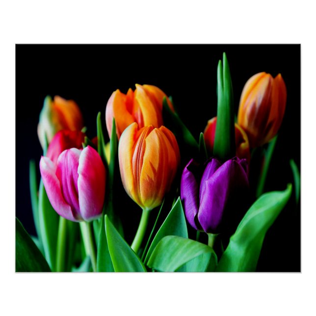 Multicolored Tulip Flowers with Black Background  Poster (Front)