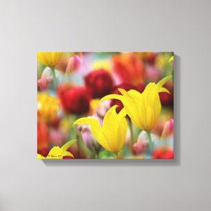 Multiple Colourful Tulips Canvas Print