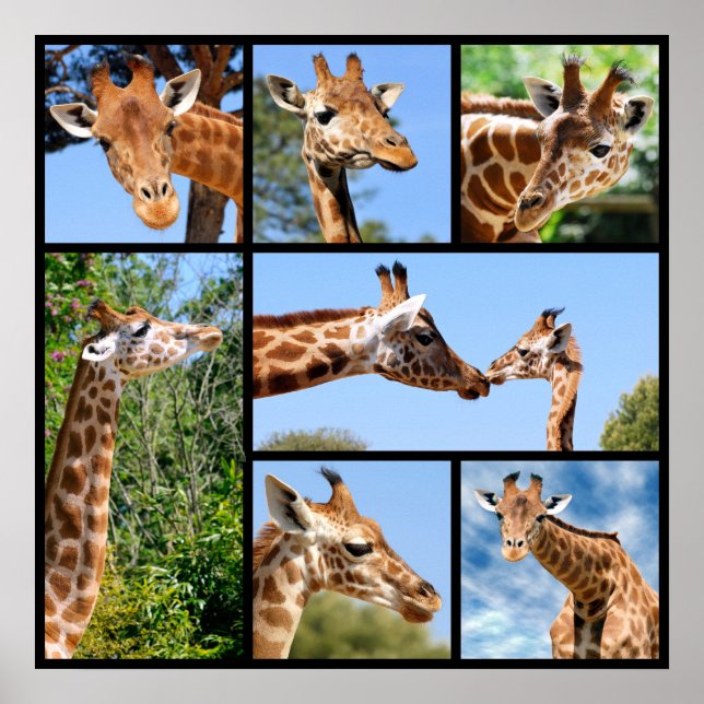 Multiple photos of giraffes poster (Front)