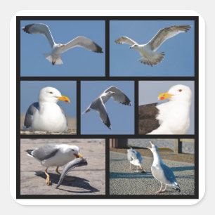 Multiple photos of seagulls square sticker