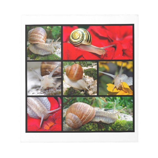 Multiple photos of snails notepad (Front)