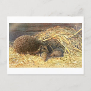 Mum and Babies Hedgehog Vintage Postcard