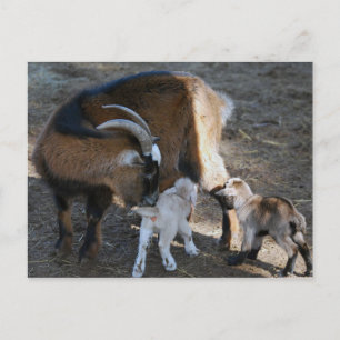 Mum and Babies Postcard