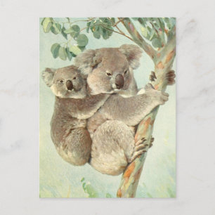 Mum and Baby Koala Vintage Postcard