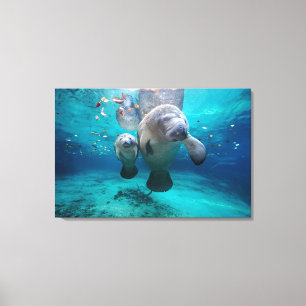 Mum And Baby Manatee (Three Sisters Springs) Canvas Print