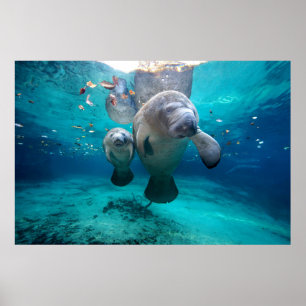 Mum And Baby Manatee (Three Sisters Springs) Poster