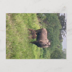 Mum And Baby Moose Postcard