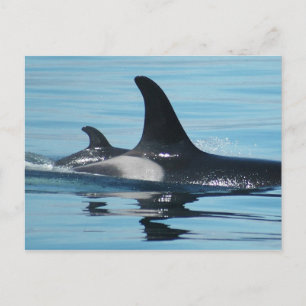 Mum and Baby Orca Postcard