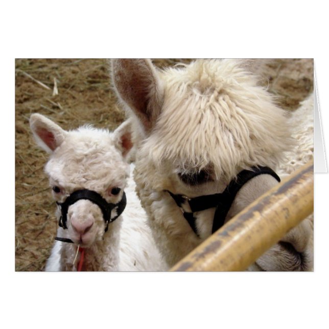 Mum and Cria (Front Horizontal)