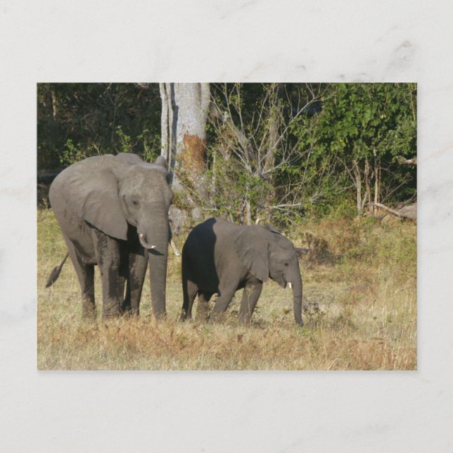 Mum and Happy Elephant Calf Postcard (Front)