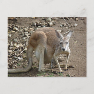 mum and joey postcard