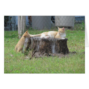 Mum and Kitten Appreciation Card