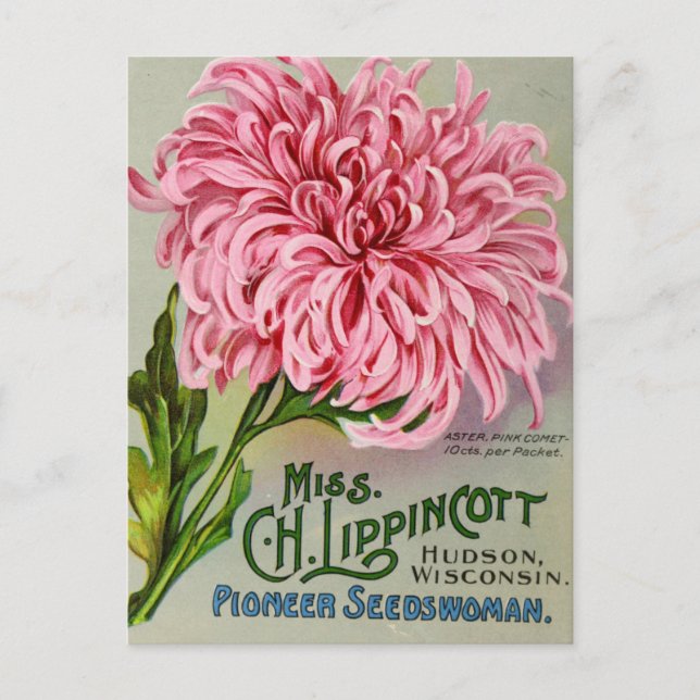 Mum Flower Chrysanthemum Vintage Postcard (Front)