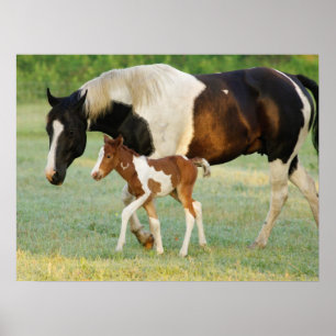 Mum & Newborn Paint Filly Poster