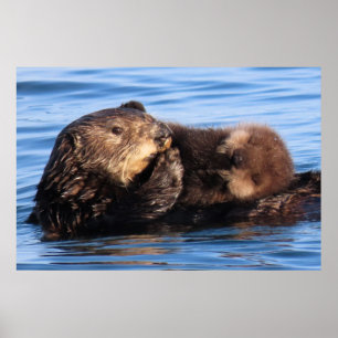 Mum Sea Otter and her Adorable Pup Poster
