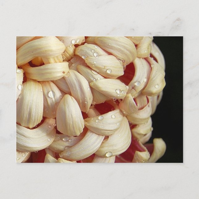 Mum with Waterdrops Postcard (Front)