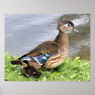 Mum Wood duck with duckling Poster