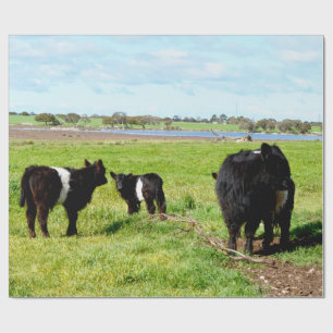 Mummy And Baby Galloway Cow, Gift Wrap
