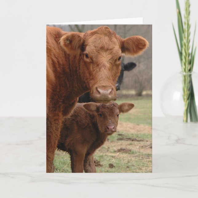 mummy cow and baby cow holiday card (Front)