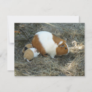 Mummy Guinea Pig Postcard