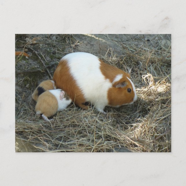 Mummy Guinea Pig Postcard (Front)