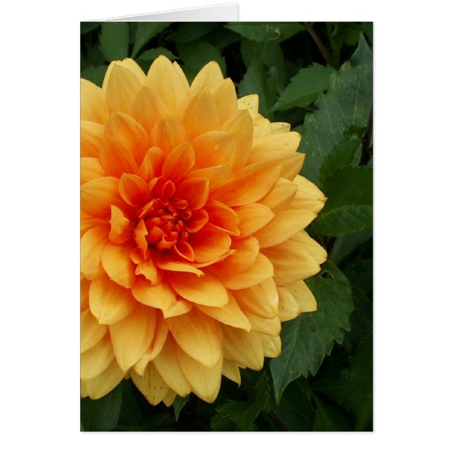 Mum's Dahlia (Front)
