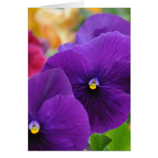 Mum's Eyes Pansies