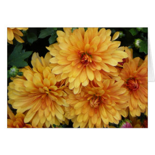 "Mums II"