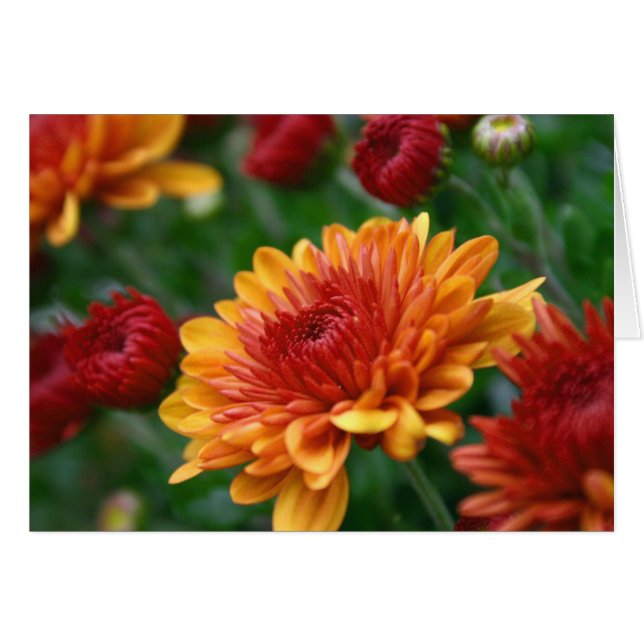Mums on Fire (Front Horizontal)