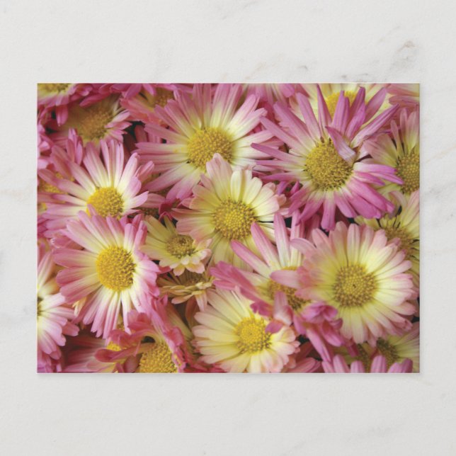 Mums Postcard (Front)