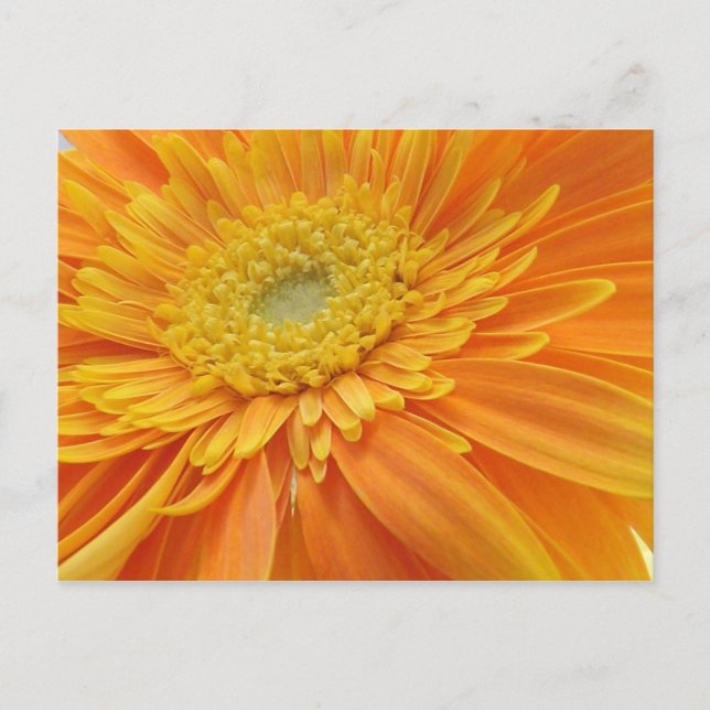 Mum's The Word Postcard (Front)