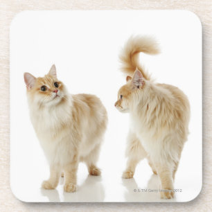 Munchkin cats coaster