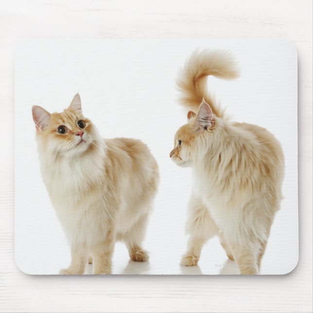 Munchkin cats mouse mat (Front)