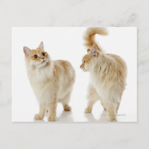 Munchkin cats postcard