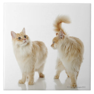 Munchkin cats tile