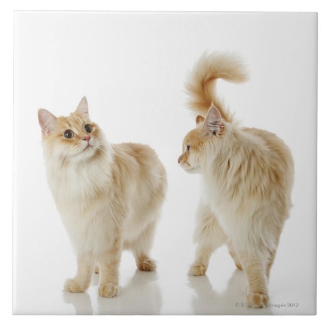 Munchkin cats tile (Front)