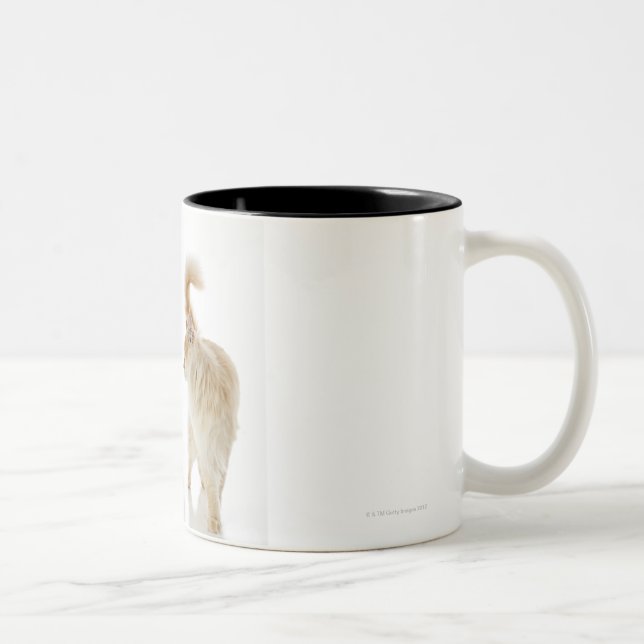 Munchkin cats Two-Tone coffee mug (Right)