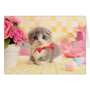 Munchkin Kitten
